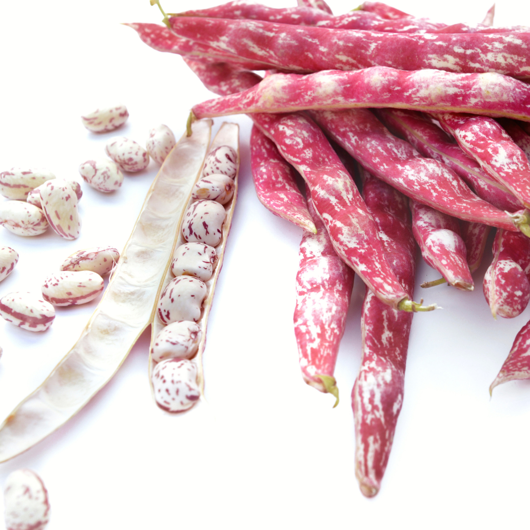 Buskböna - Taylor Horticultural