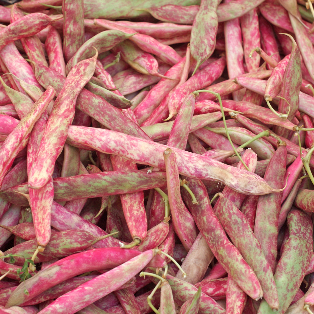 Buskböna - Taylor Horticultural
