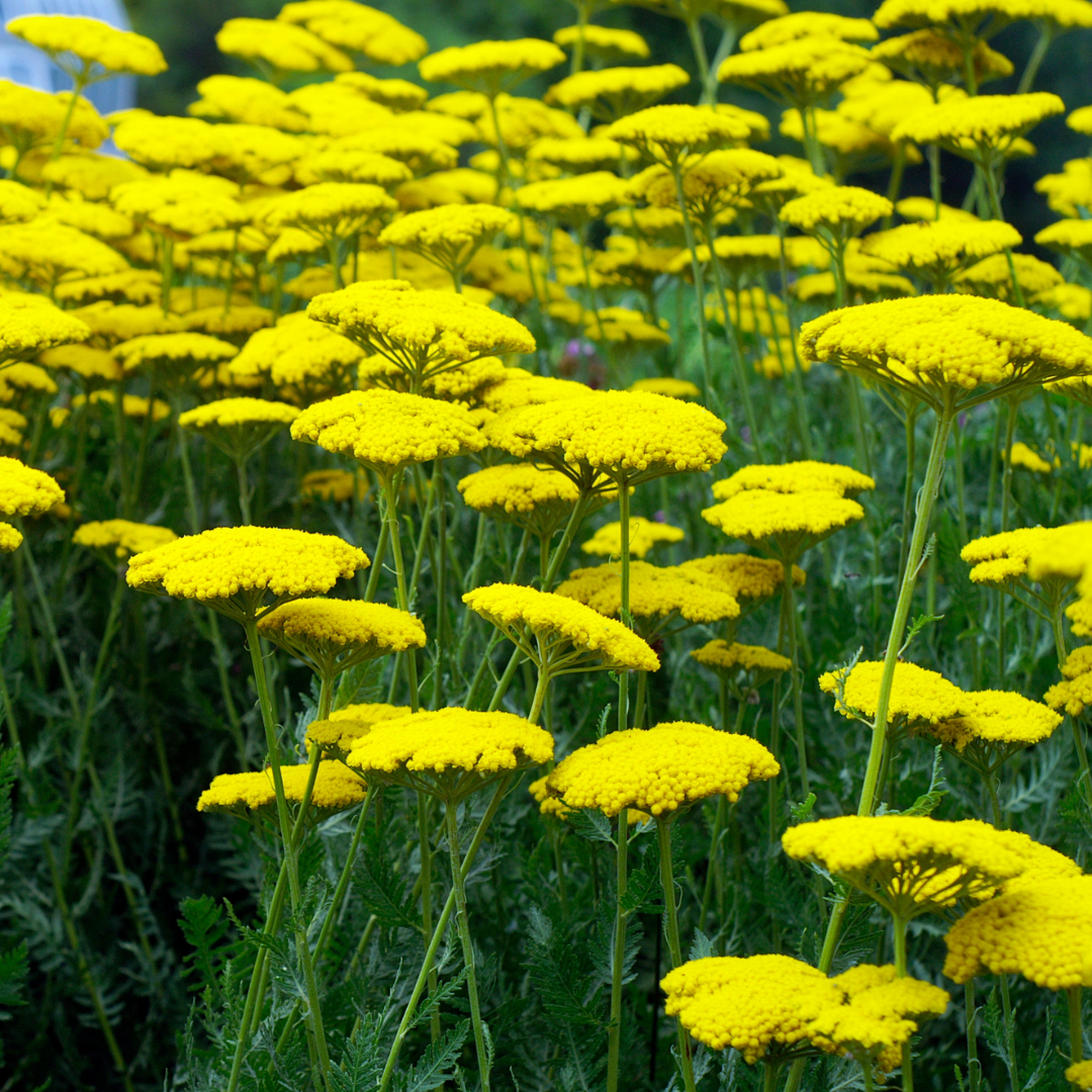 Praktröllika - Cloth of Gold - Parker´s Variety