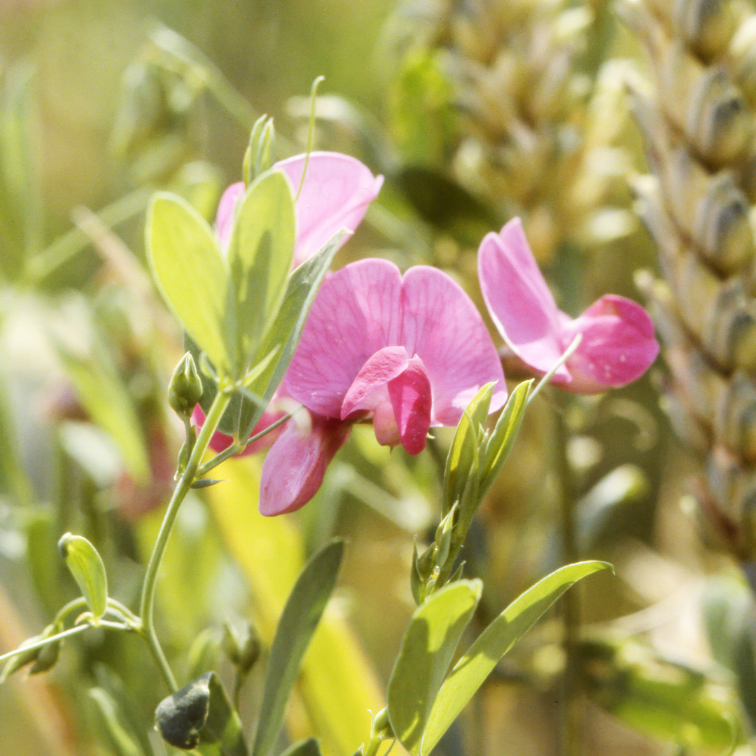 Luktärt - Royal Family Pink