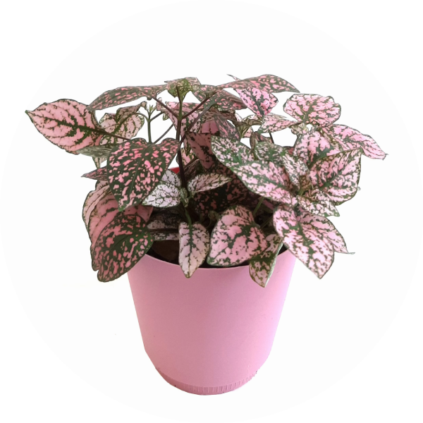 Rosenstänk - Pink Polka Dot