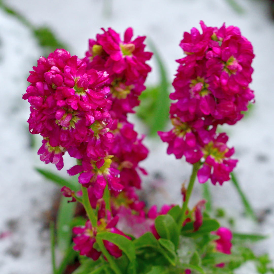 Sommarlövkoja - Miracle Crimson