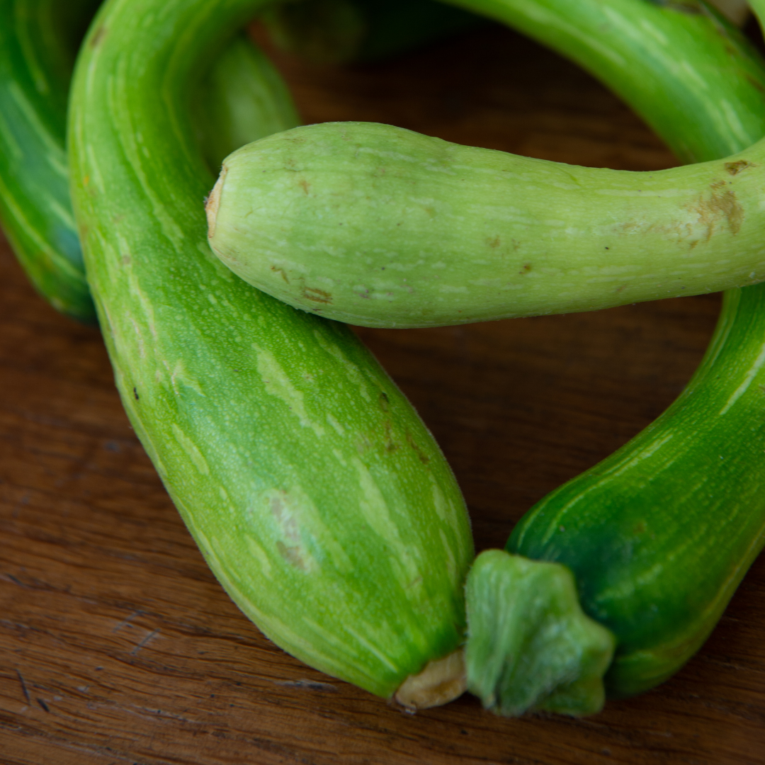 Trumpetsquash - Tromboncino Albenga - Kultursort