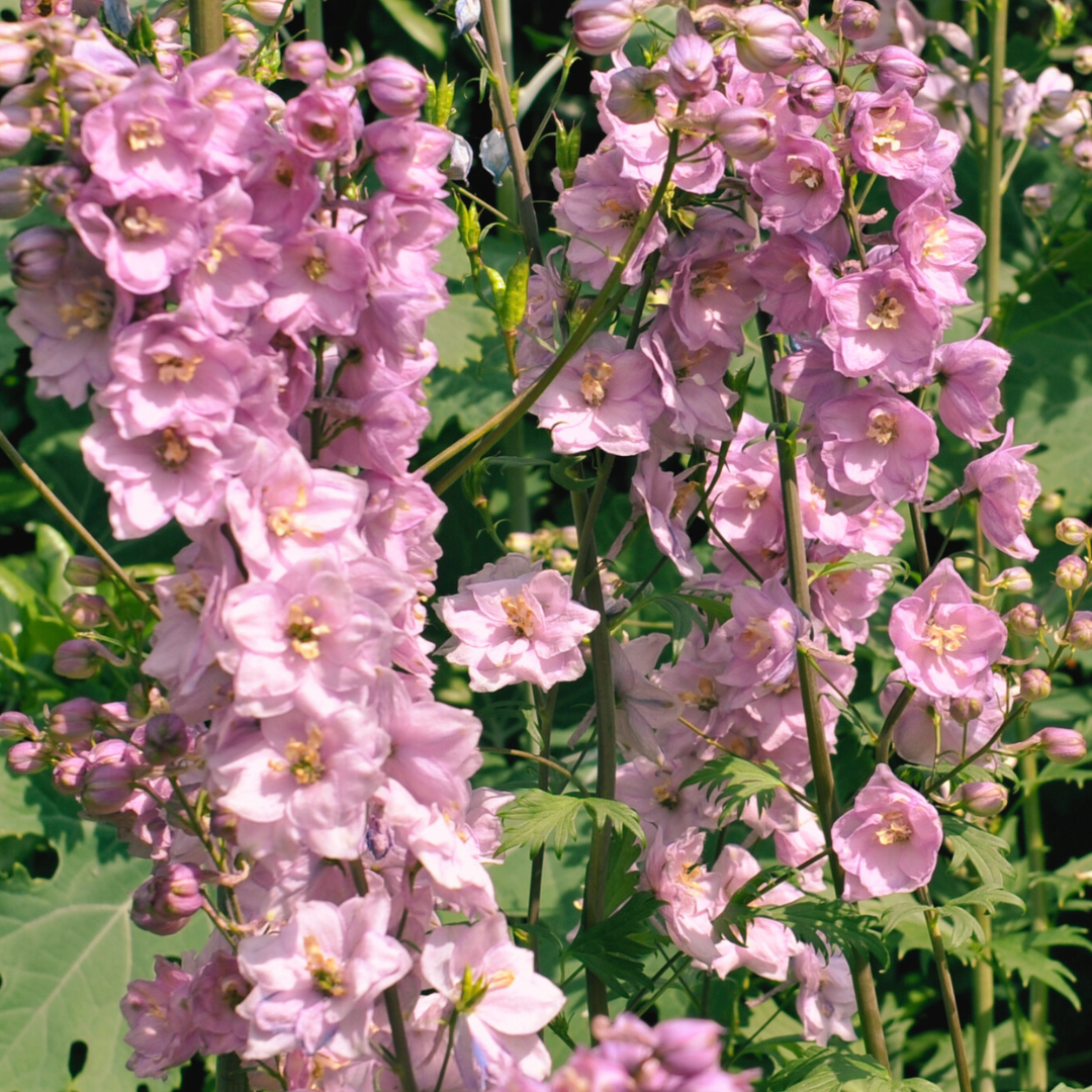 Riddarsporre - Salmon Beauty