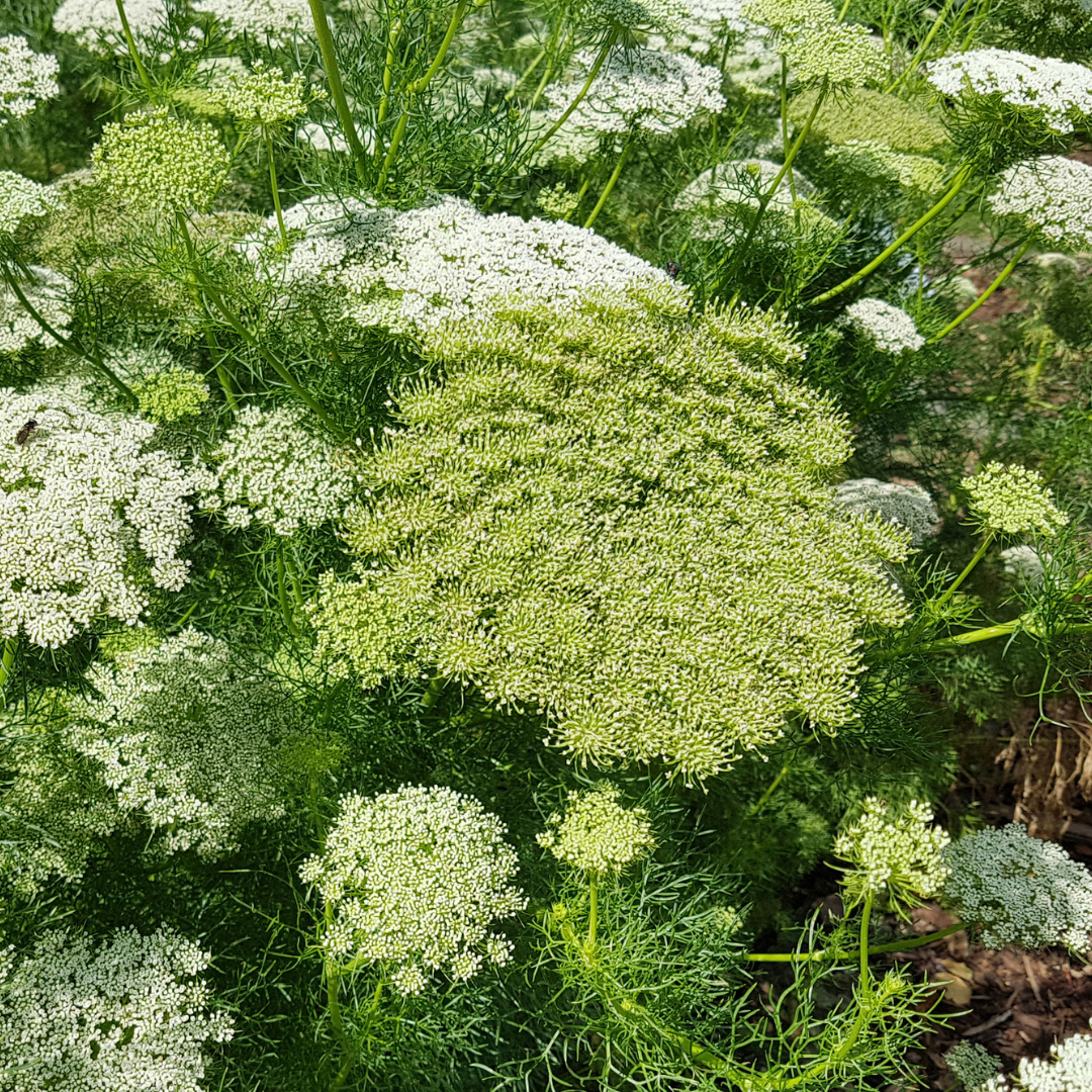 Tandpetarsilja - The Giant