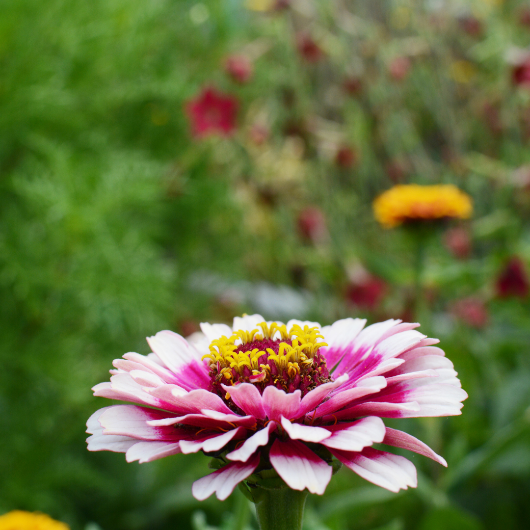 Zinnia - Whirlygig Mix - 4