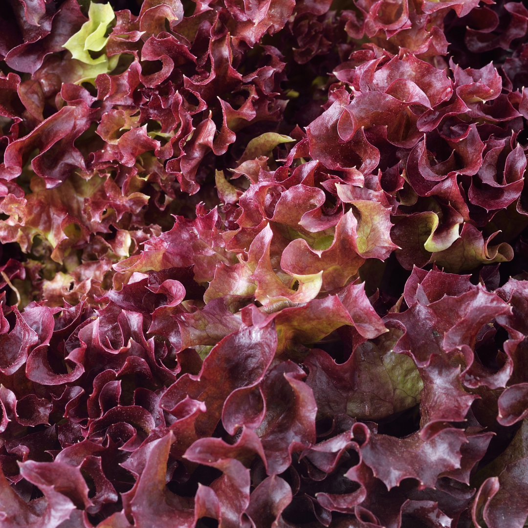 Ekologisk Plocksallat - Bowl Red