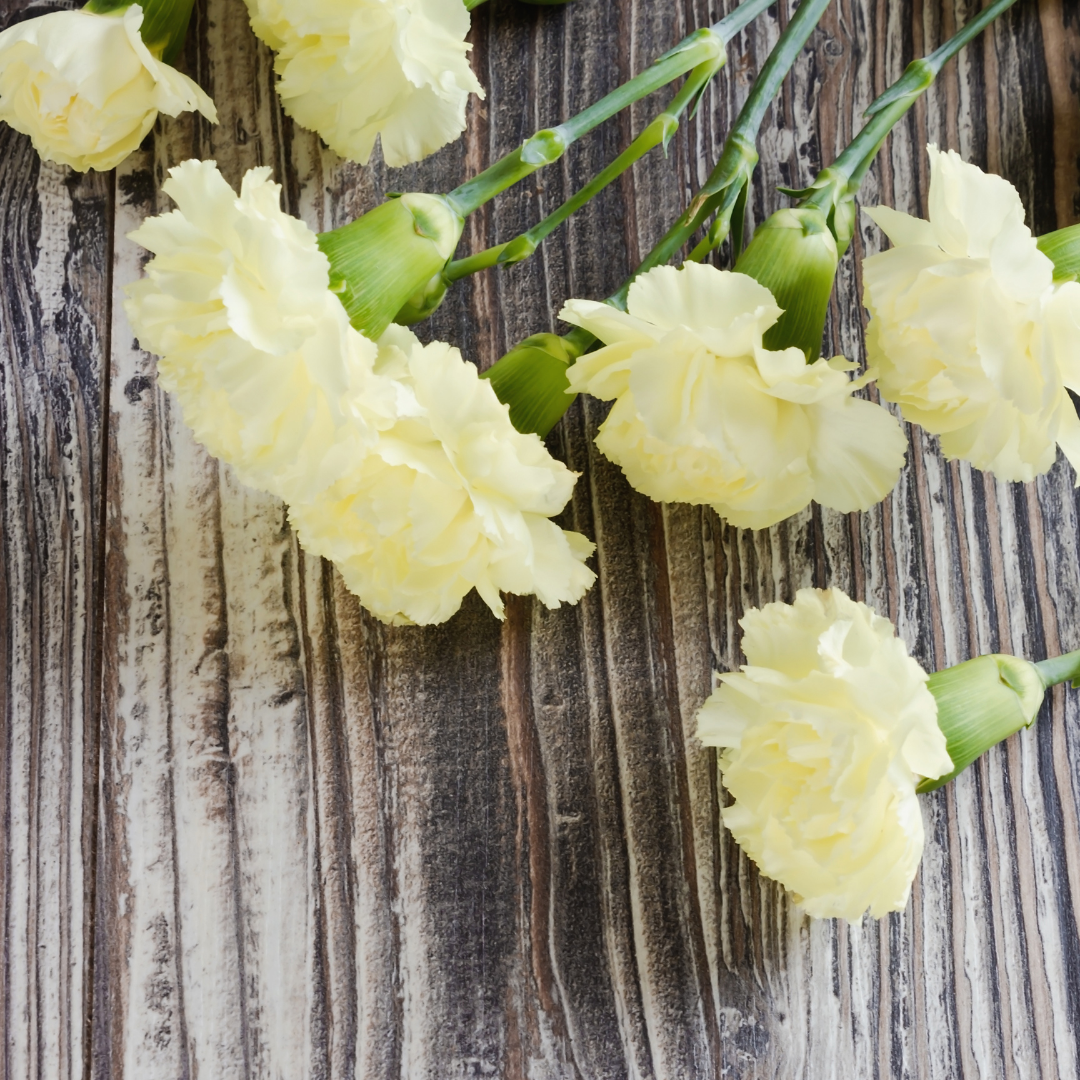 Trädgårdsnejlika - Chabaud Marie Yellow - Kultursort