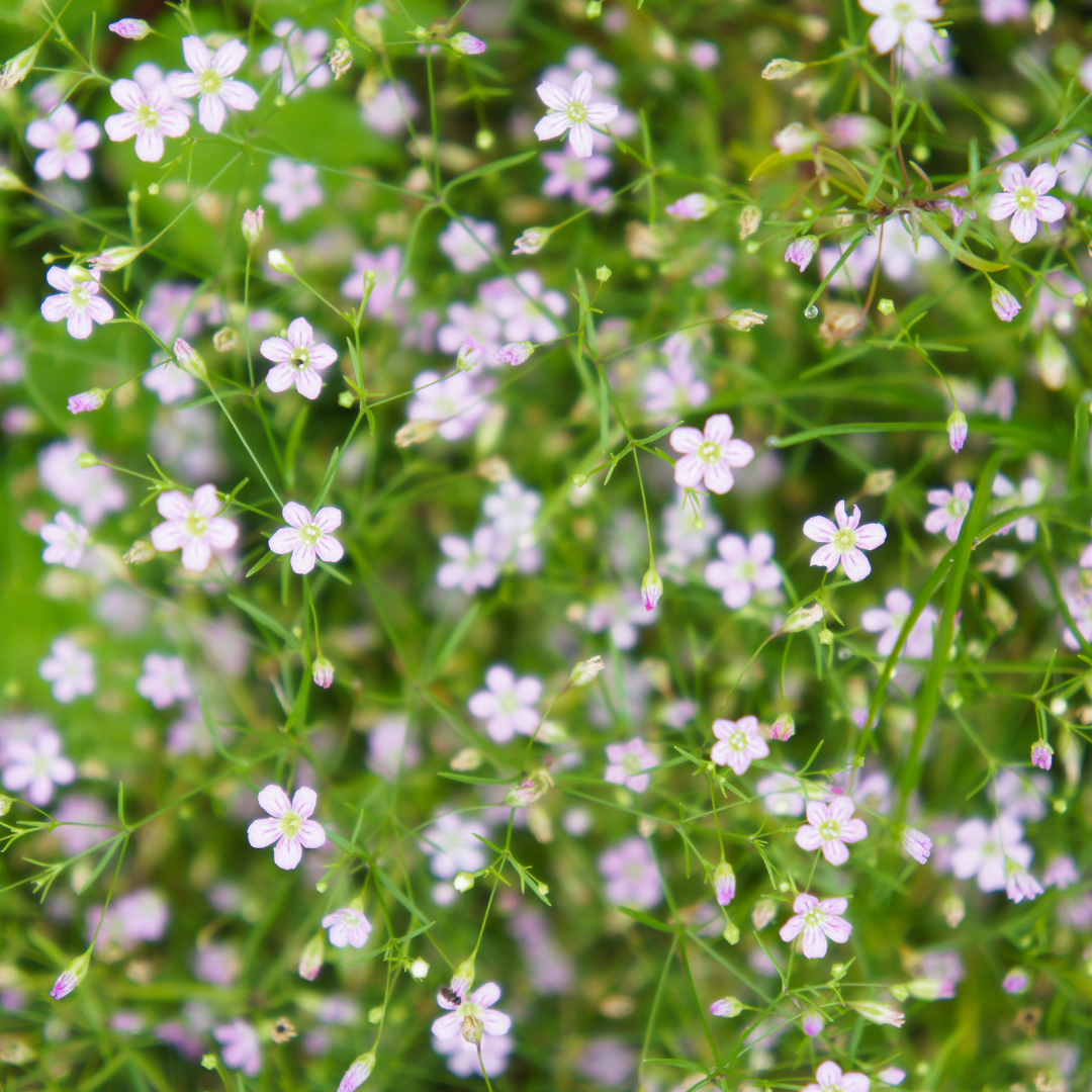 Grusnejlika - Pink Sugardot