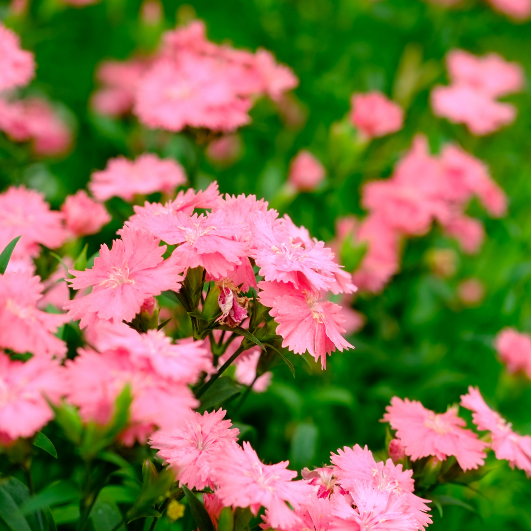 Borstnejlika - Newport Pink