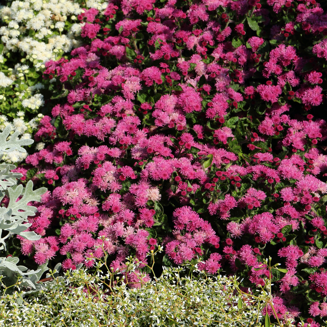 Ageratum - Tall Red Cutting