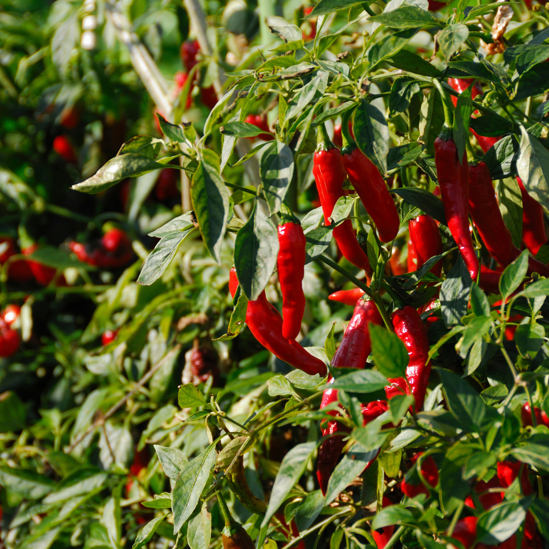 Chili - De Cayenne