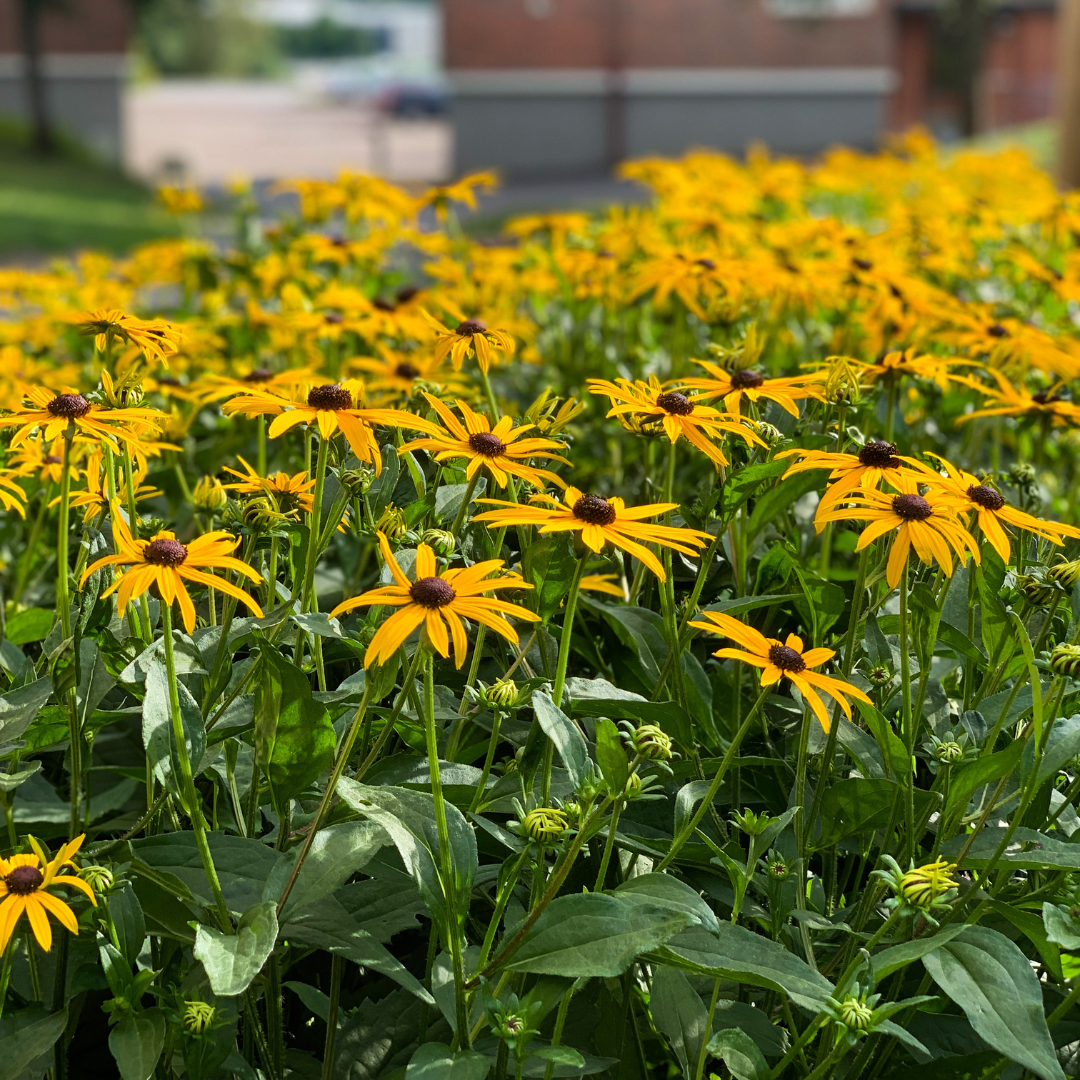 Strålrudbeckia - Goldsturm