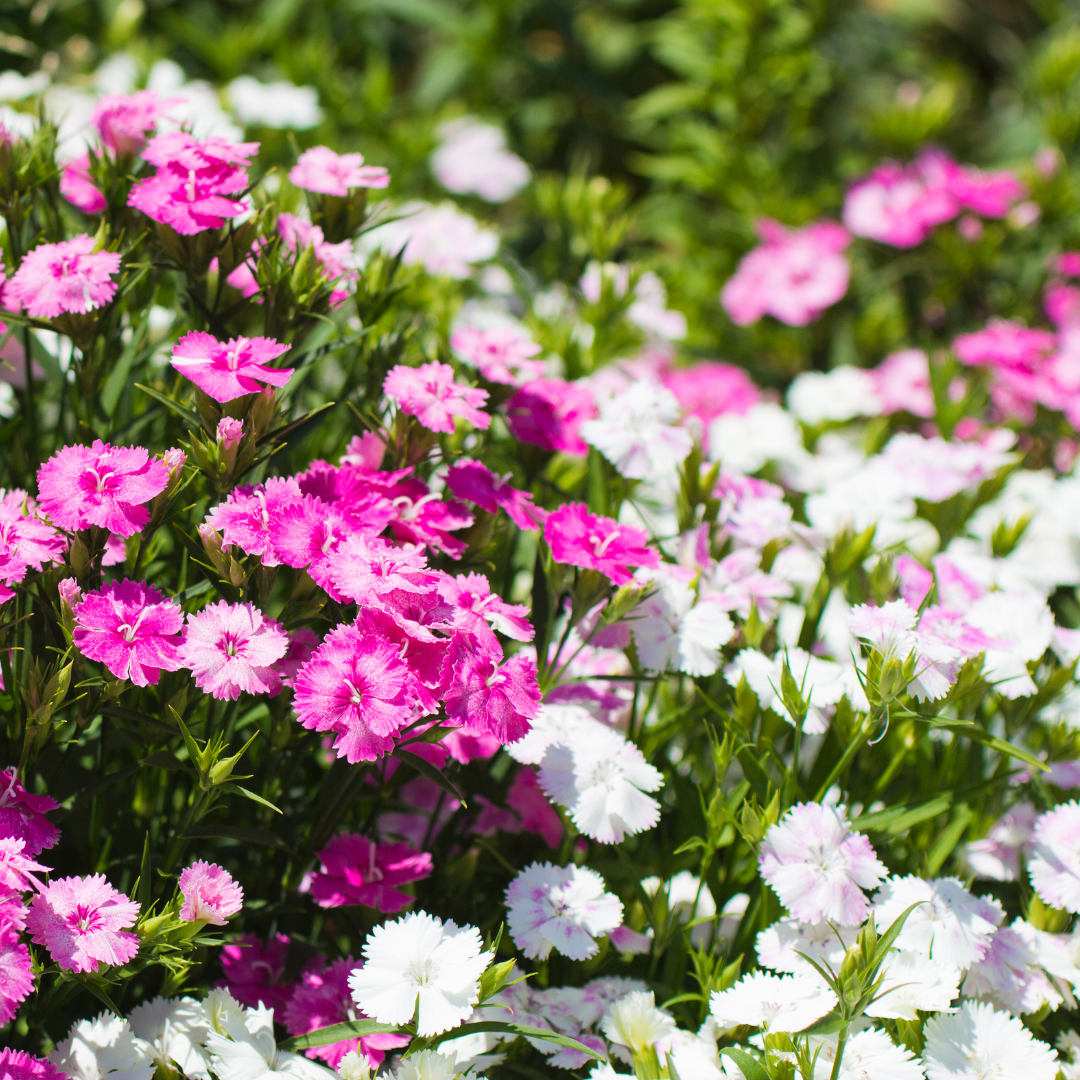 Fjädernejlika - Double Mix