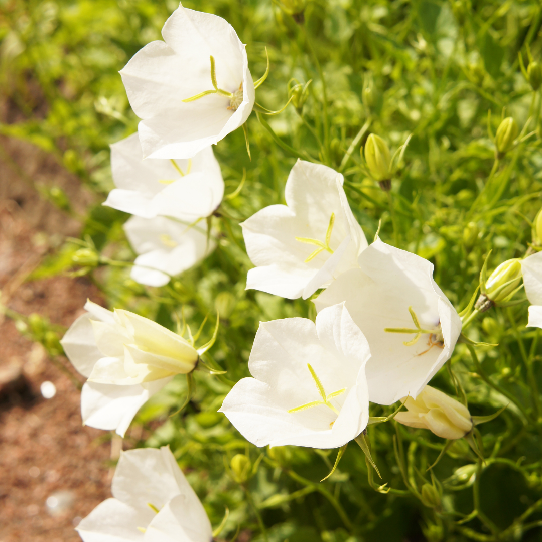 Karpaterklocka - White