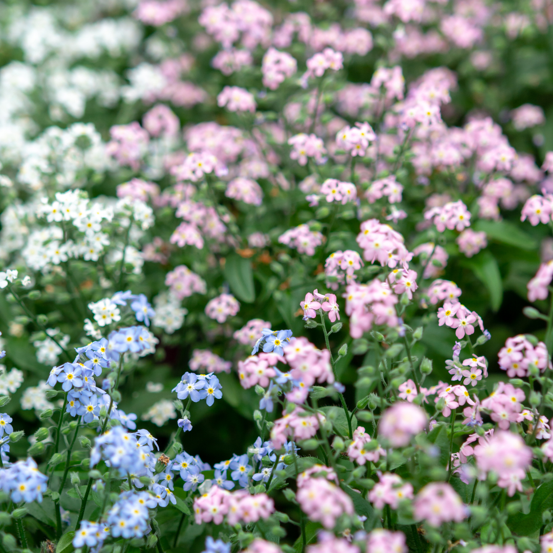 Alpförgätmigej - Pastellmix