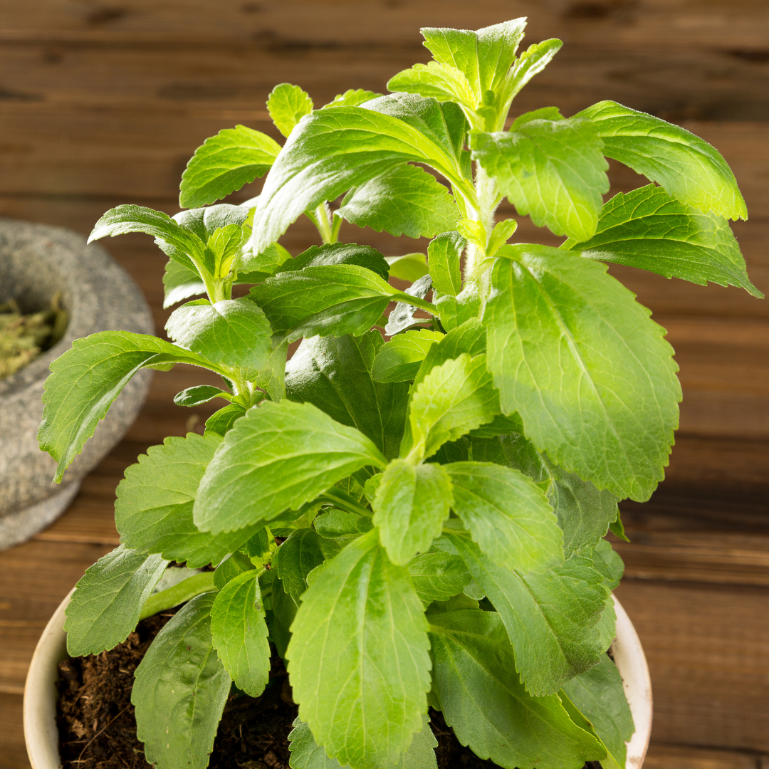 Stevia - Sötflockel