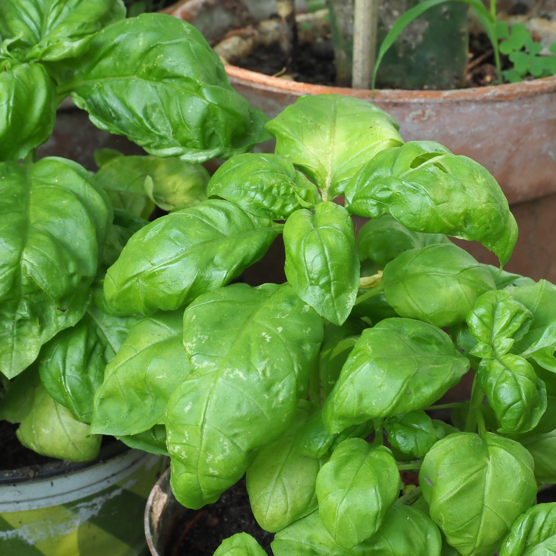 Krukbasilika - Large Sweet for Pots