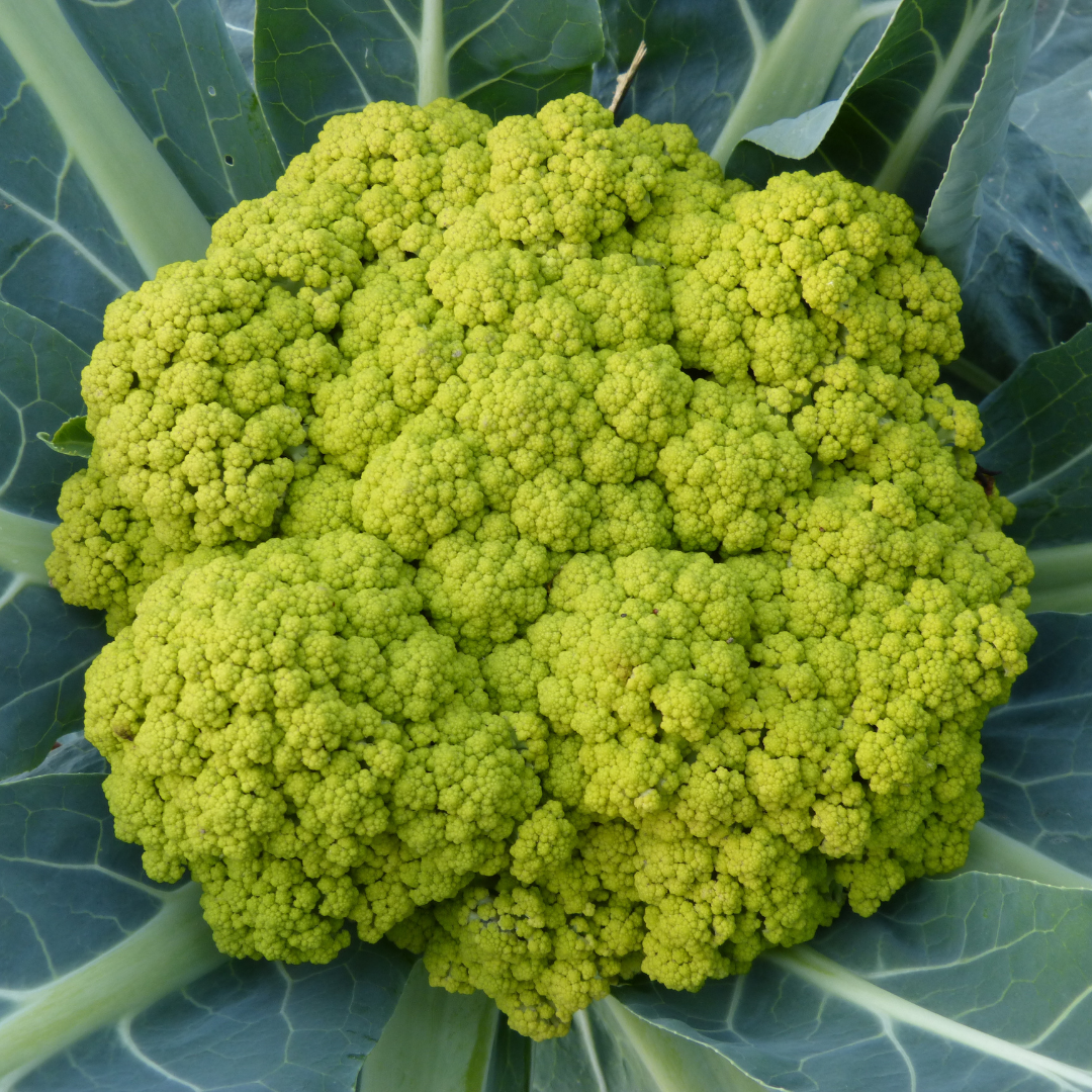 Blomkål - Macerata Green