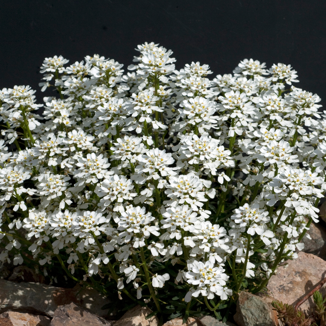 Blomsteriberis - Iceberg