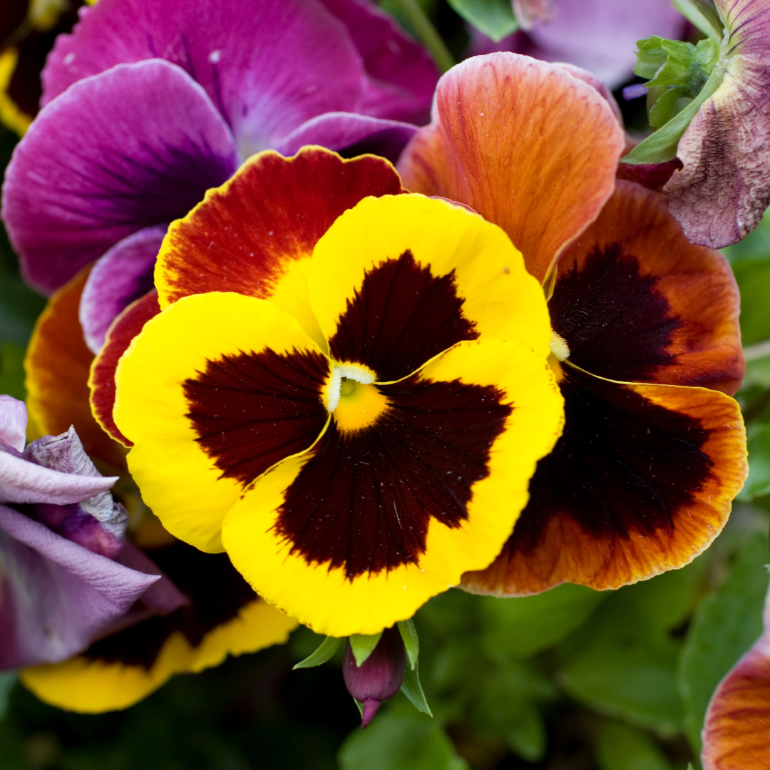 Pensé - Aalsmeer Giants