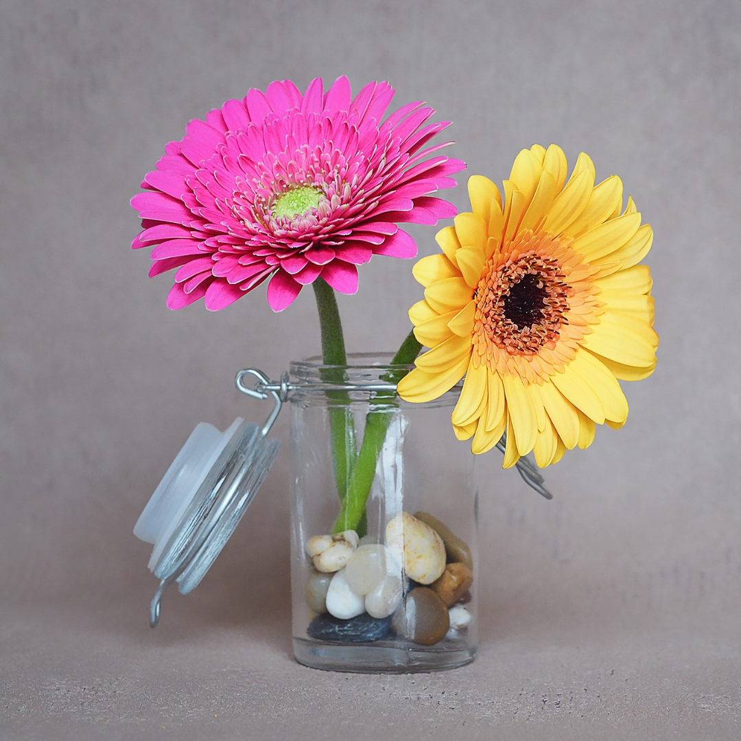 Gerbera - Hybrids Mix - 3