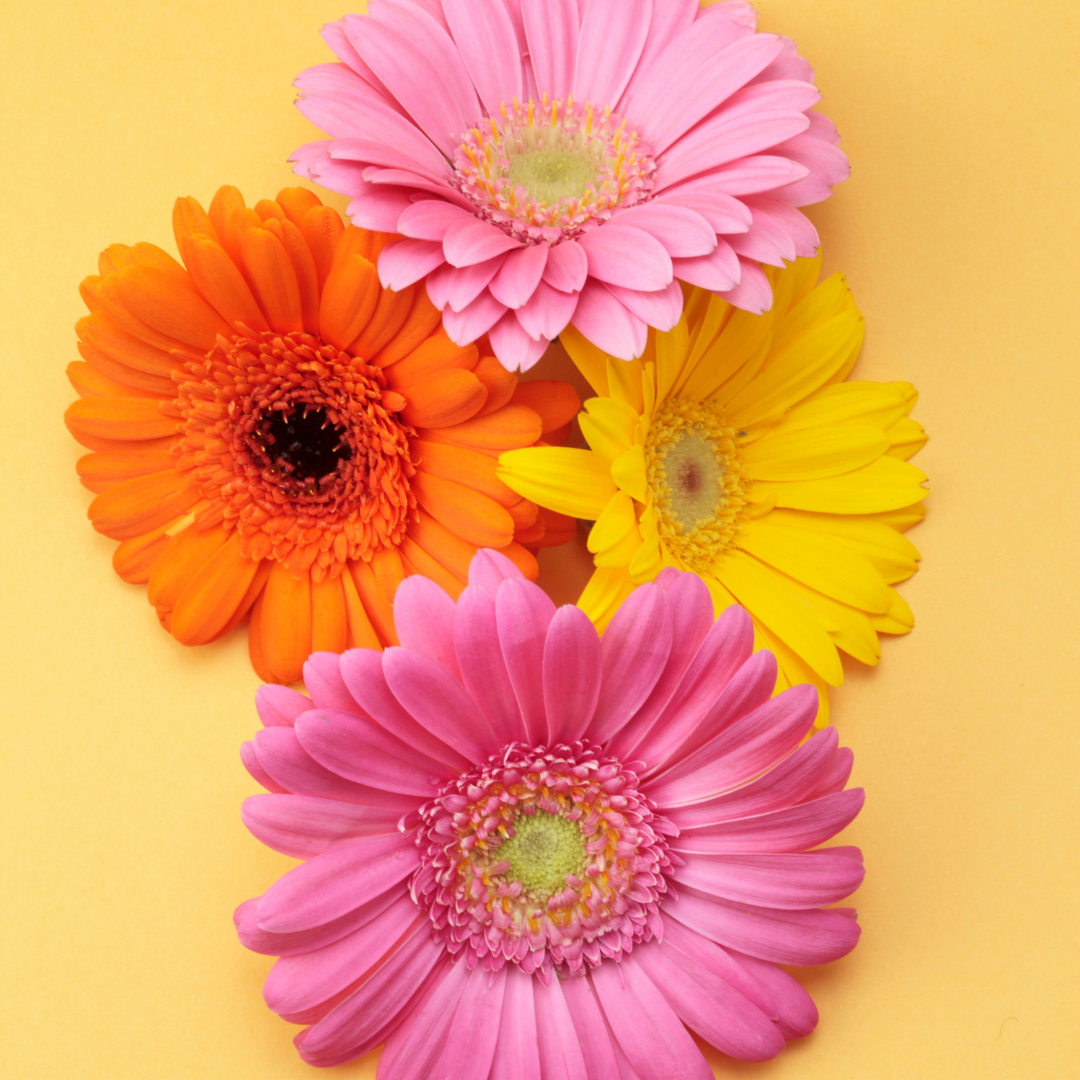 Gerbera - Hybrids Mix
