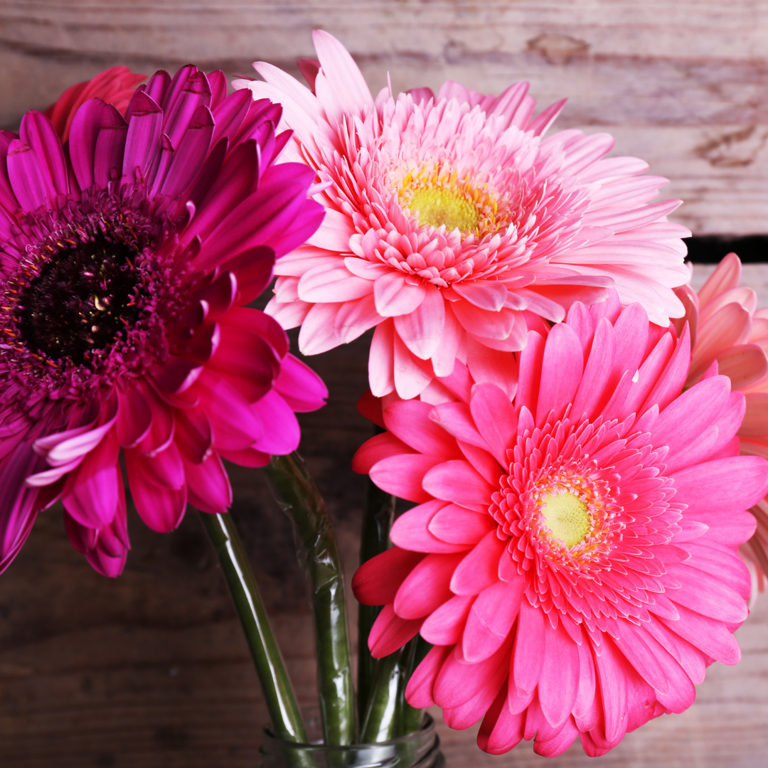 Gerbera - Hybrids Mix - 4