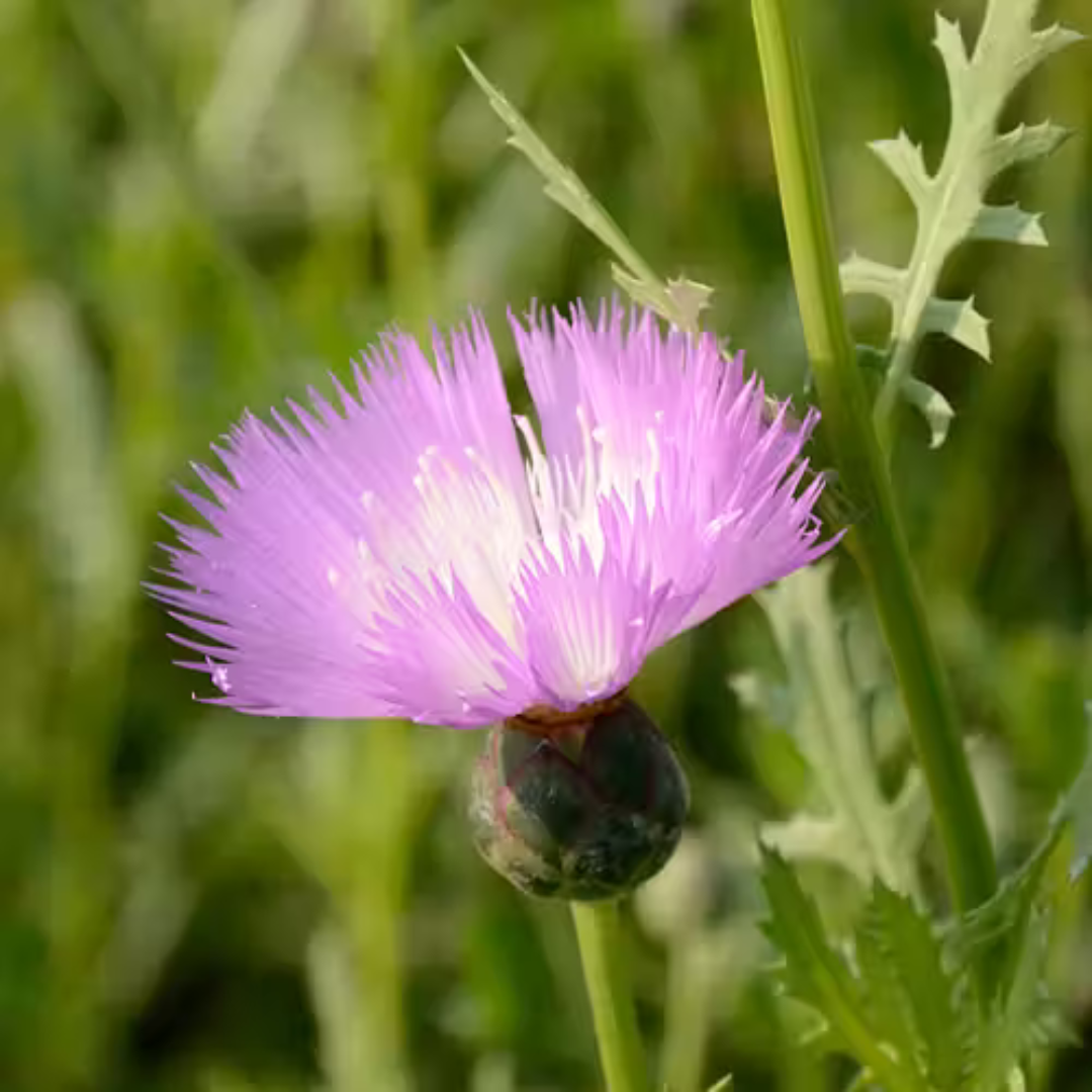 Doftklint - Favorite Rose - Kultursort