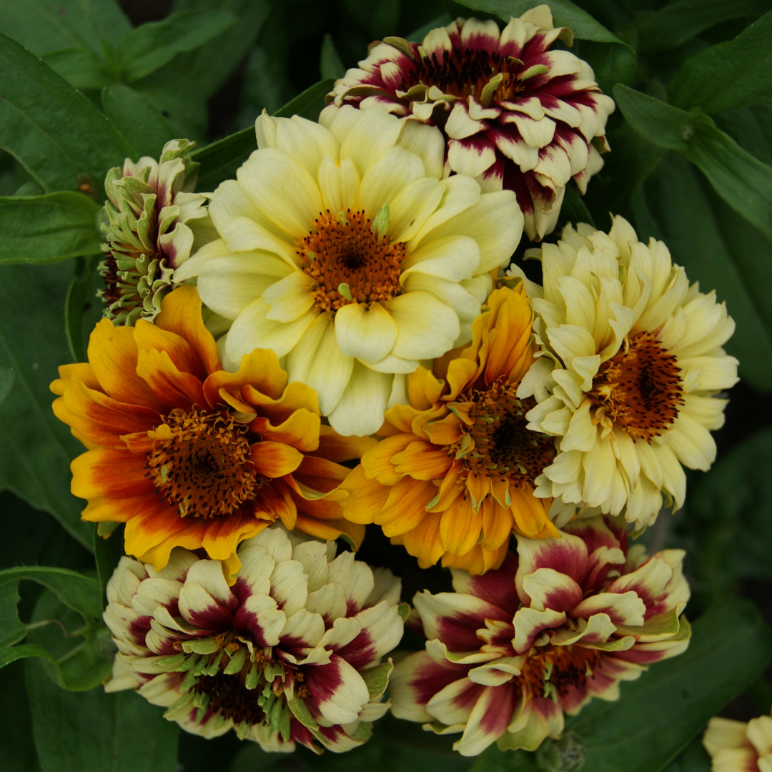 Guldzinnia - Persian Carpet Mix