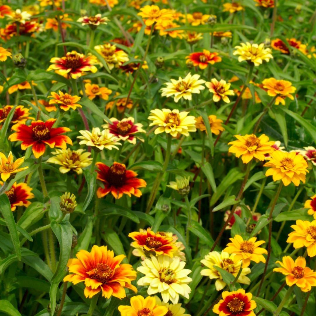 Guldzinnia - Persian Carpet Mix
