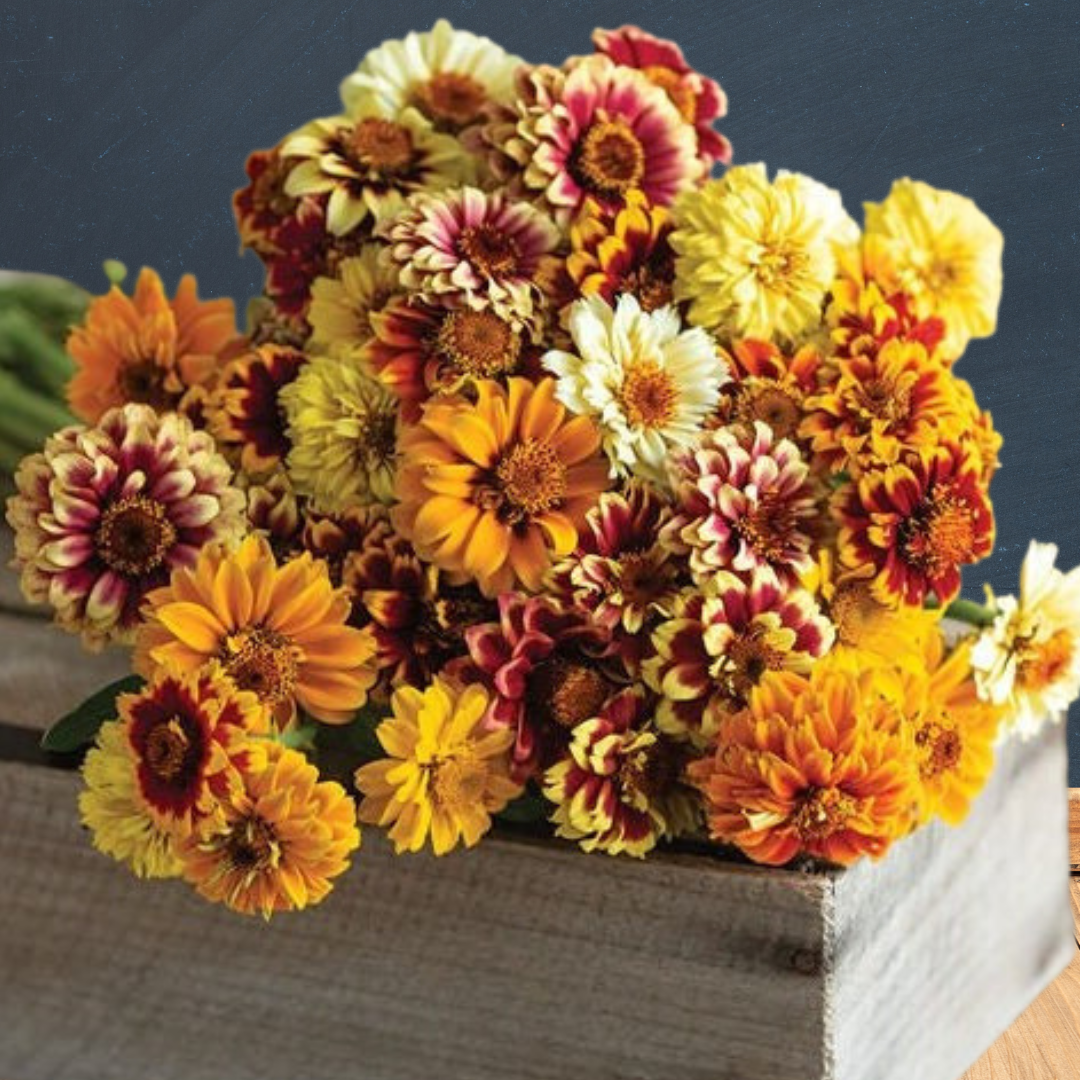 Guldzinnia - Persian Carpet Mix - 3