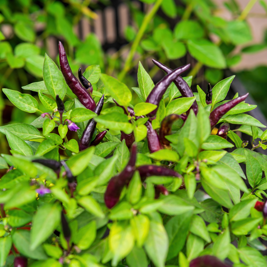 Ekologisk Chili - Diavoletto