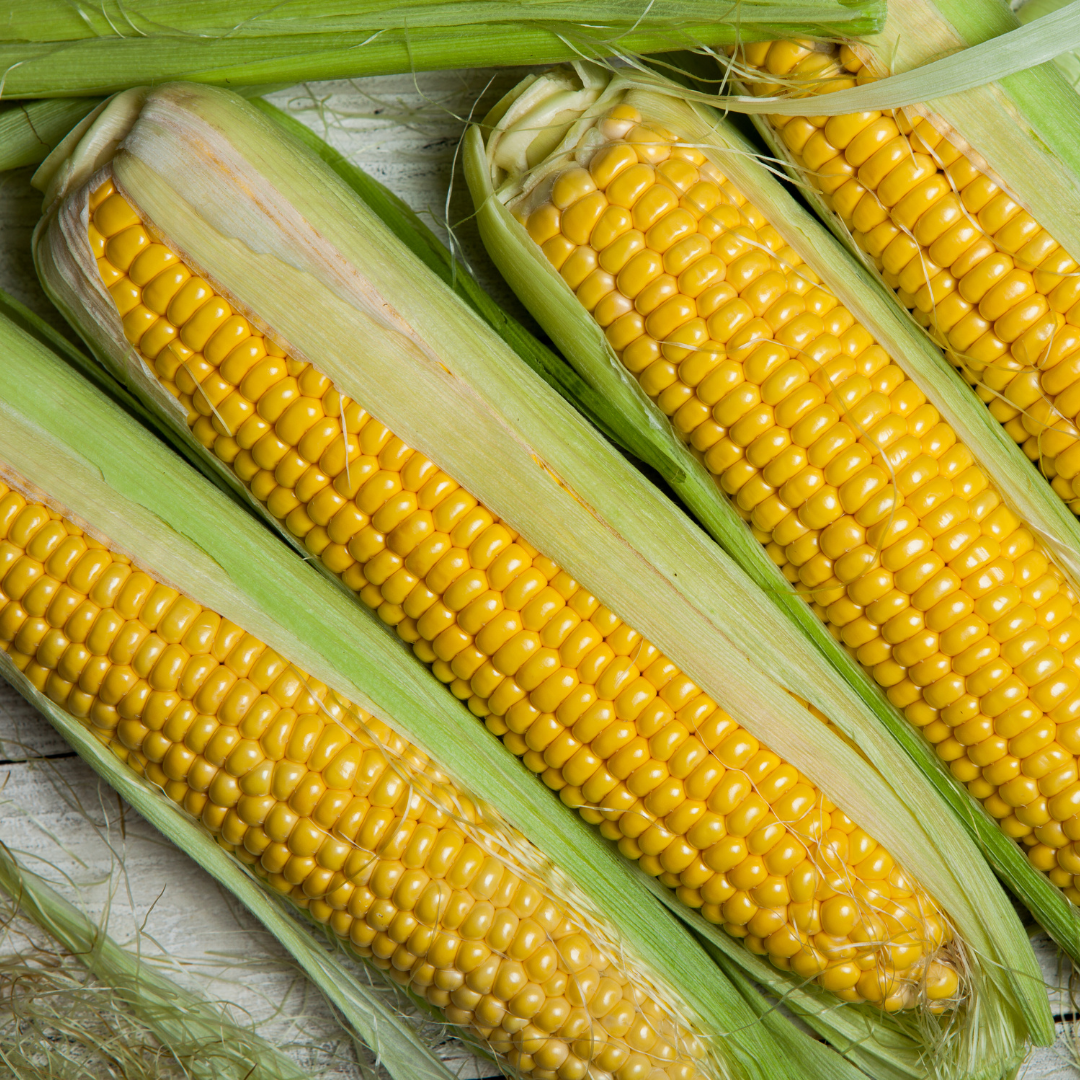 Ekologisk Sockermajs - Golden Bantam - Kultursort