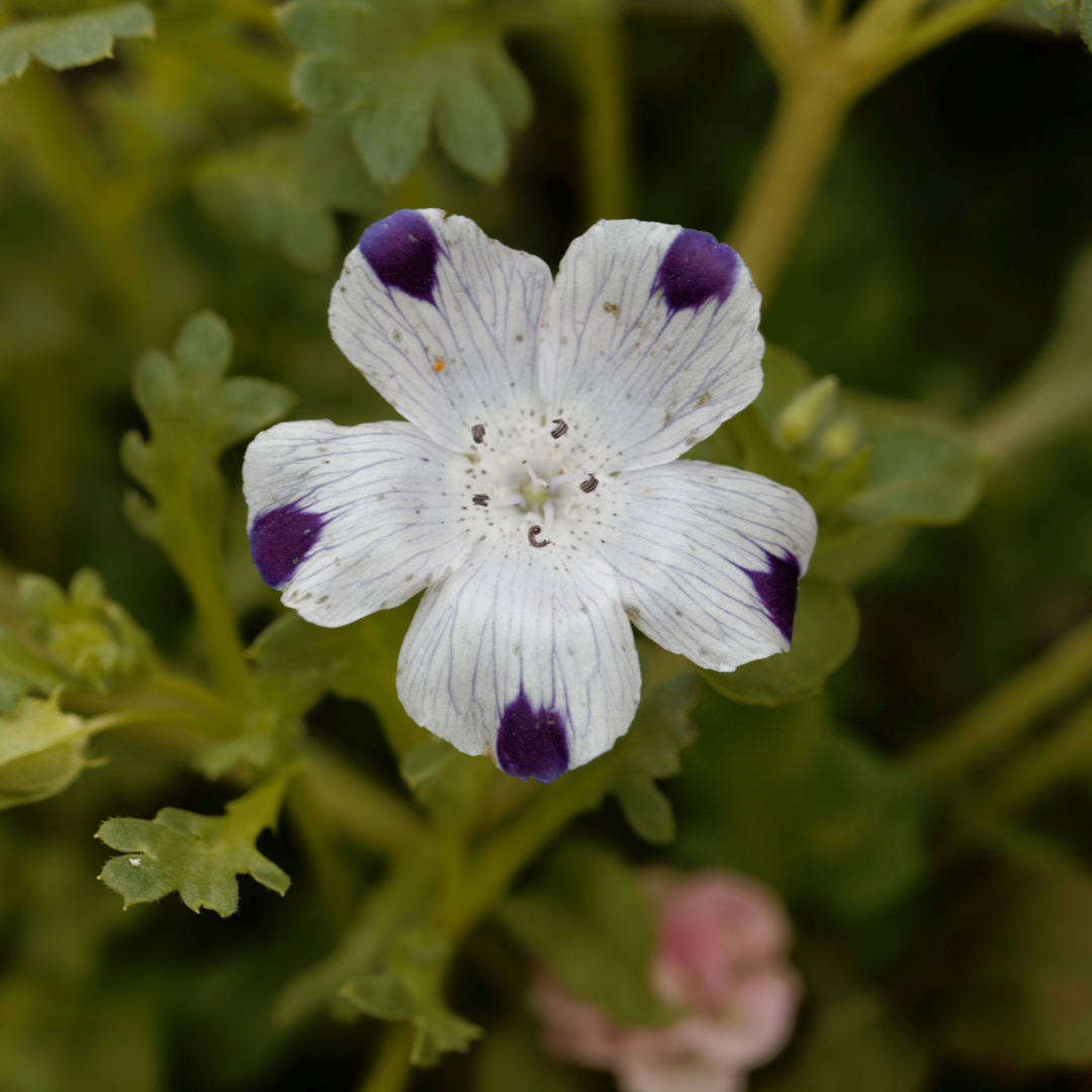 REA! Kärleksblomster - White Violet