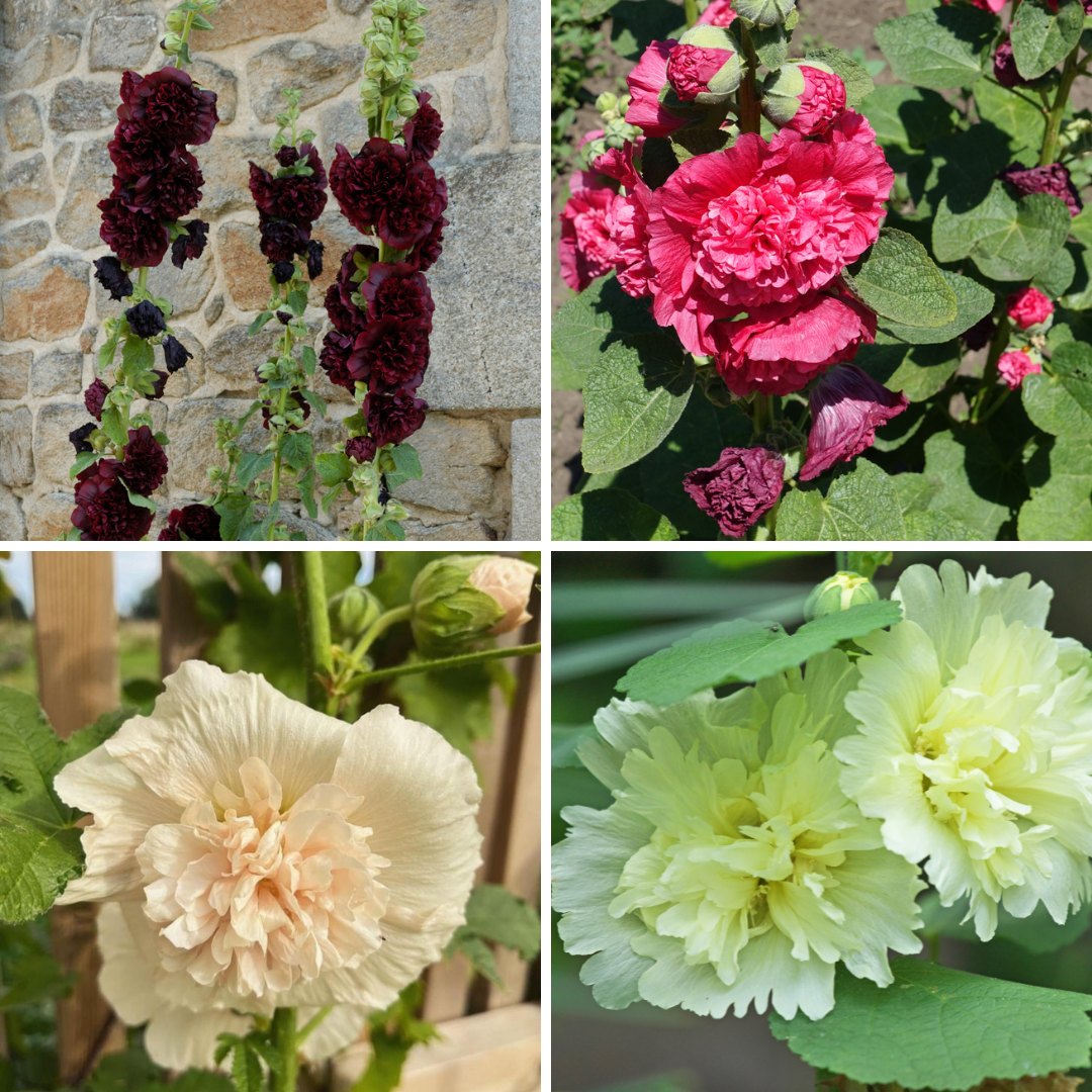 Stockros - Majorette Mix