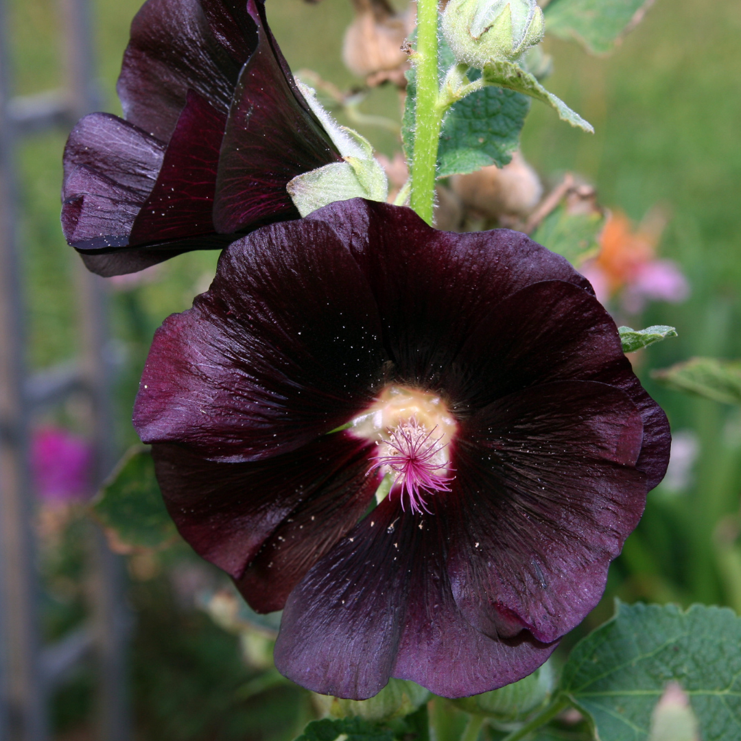 Stockros - Jet Black