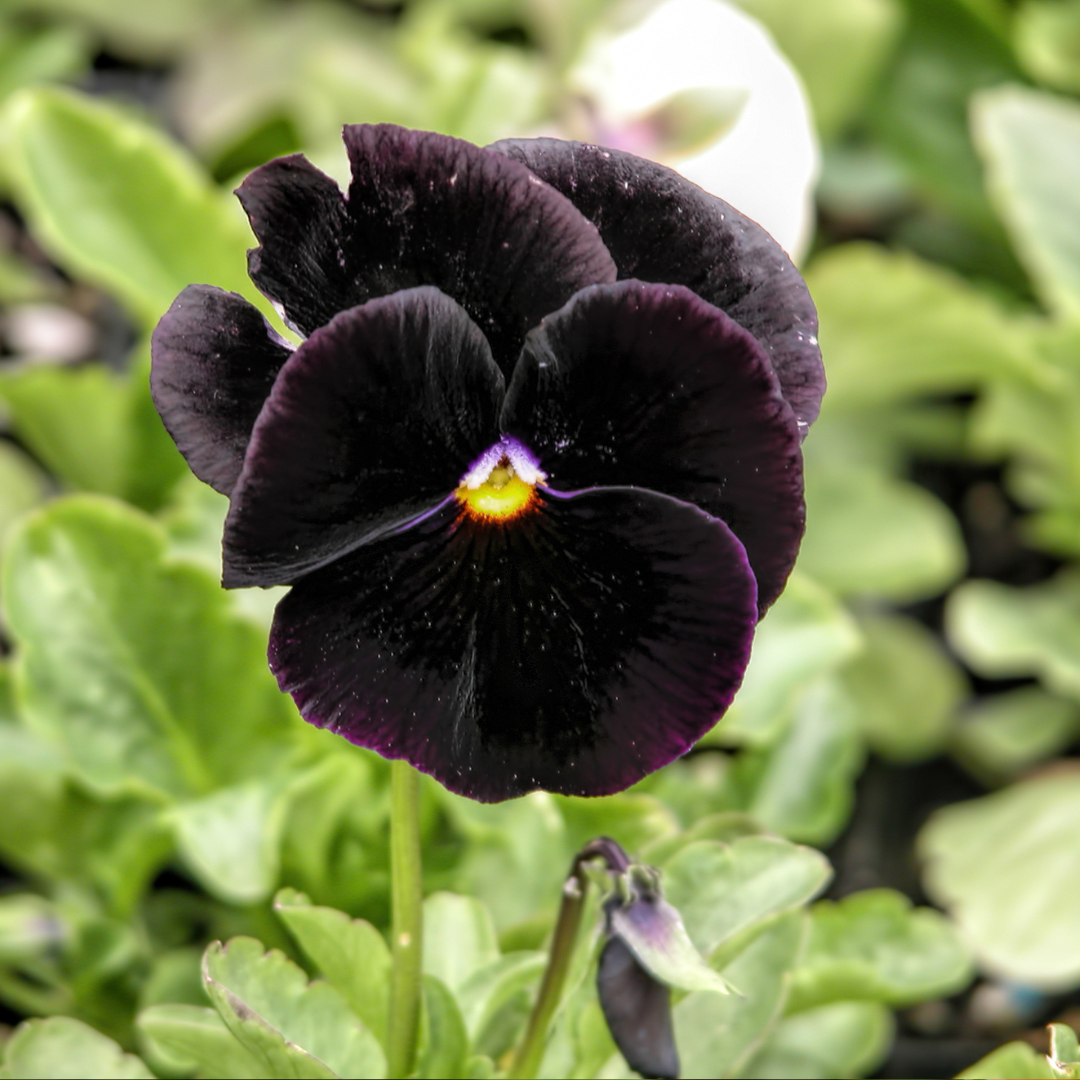 Pensé - Swiss Giants Black King