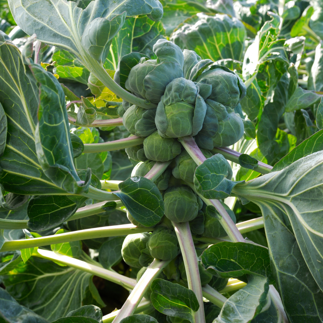 Brysselkål - Groninger