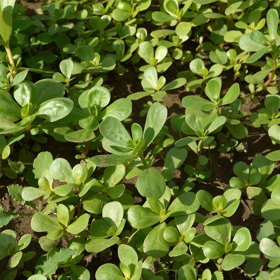 Salladsportlak - Green Purslane