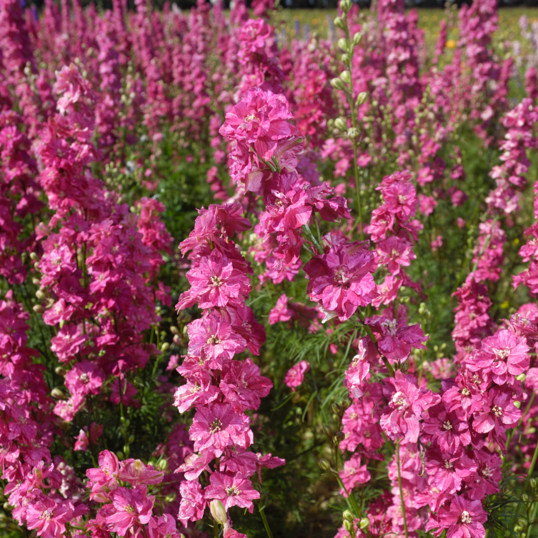 Romersk Riddarsporre - Carmine King