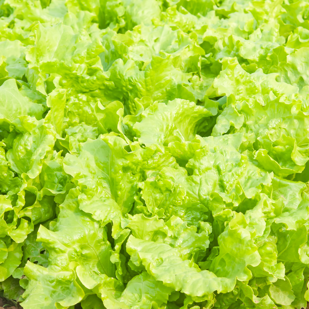 Sallat - Australian Yellow - Kultursort