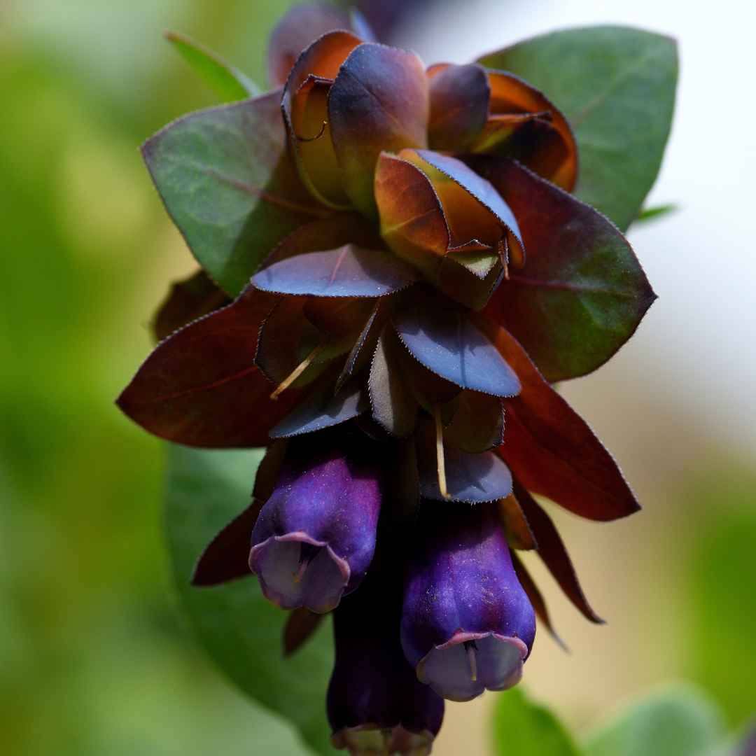 Stor Vaxblomma - Purpurascens