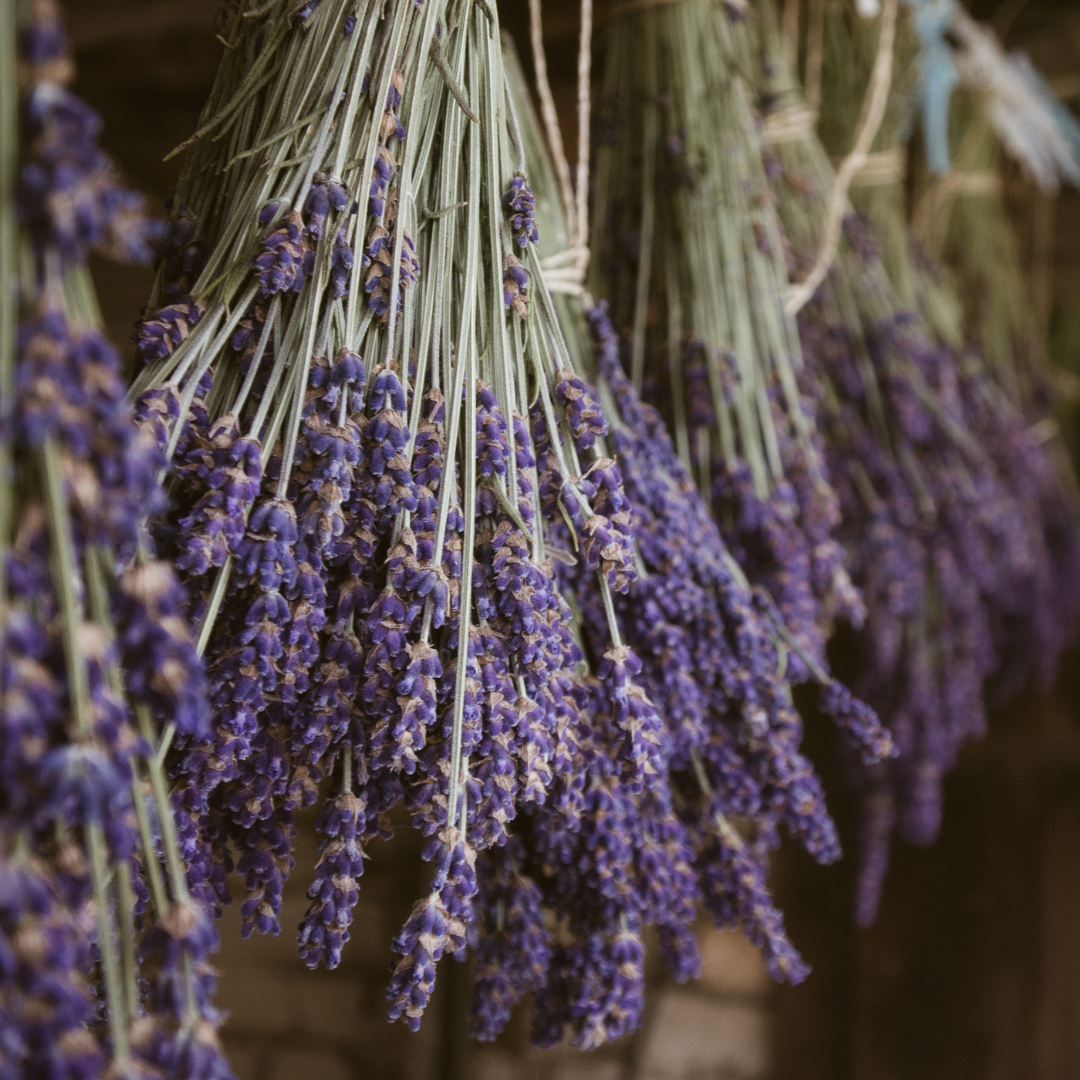 Lavendel - True Lavender - 3