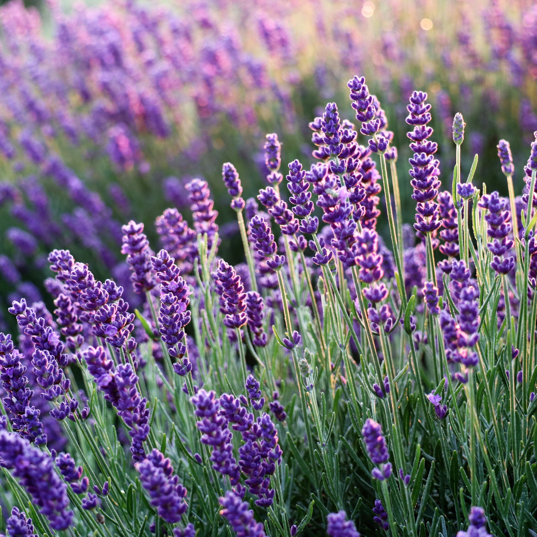 Lavendel - True Lavender