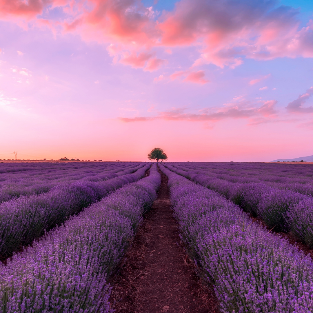 Lavendel - True Lavender