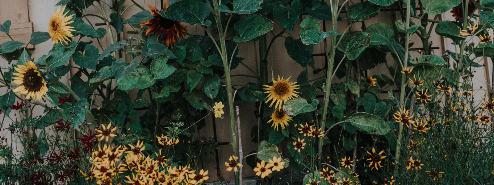 Fröbanken bild på blommor solrosor rabatt