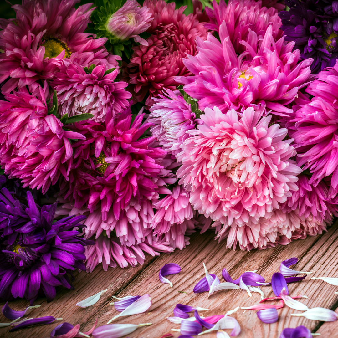 Aster