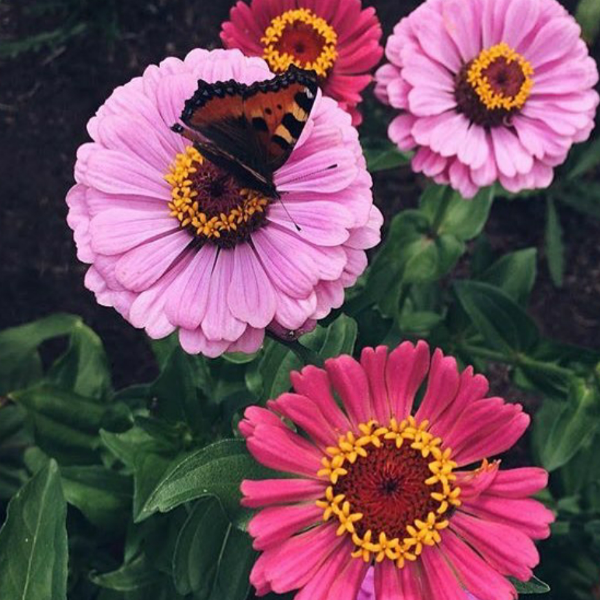 Zinnia
