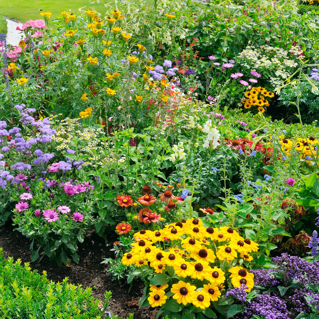 Megapack Blommor
